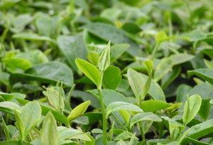 2018惠州茶葉博覽會